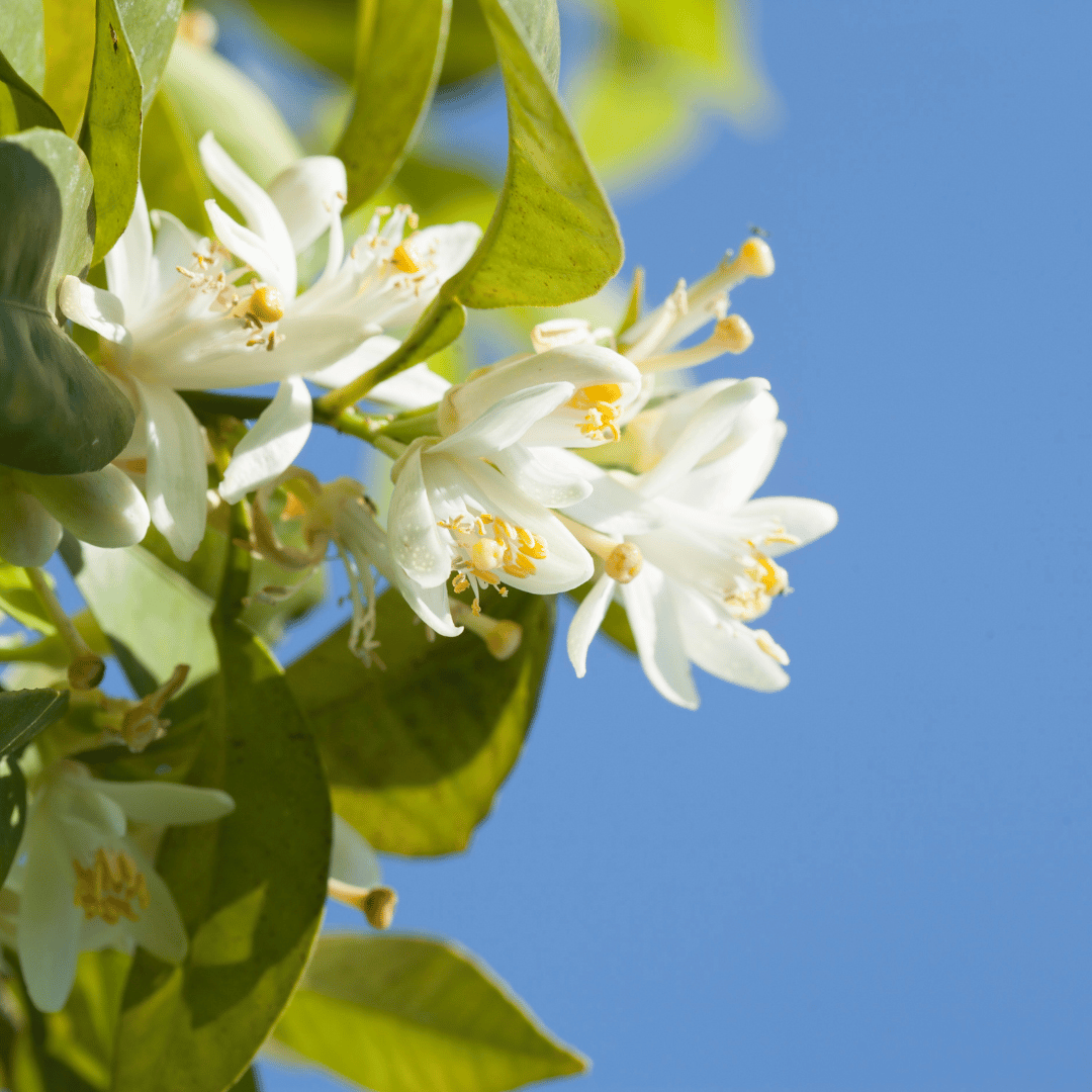Oranjebloesem zeepblok