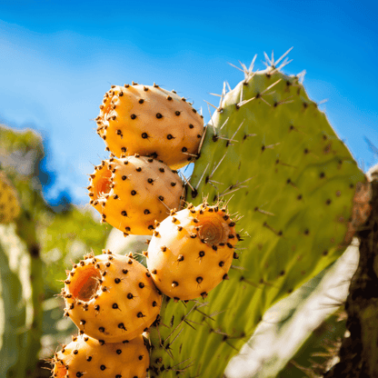 Prickly Pear Soap Bar